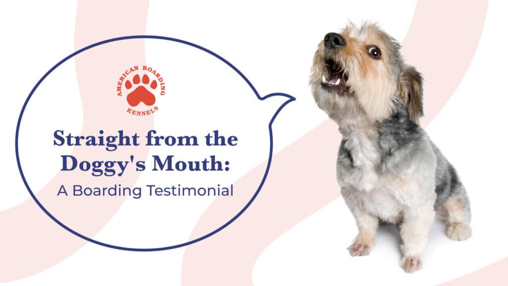Straight from the doggy's mouth banner image
