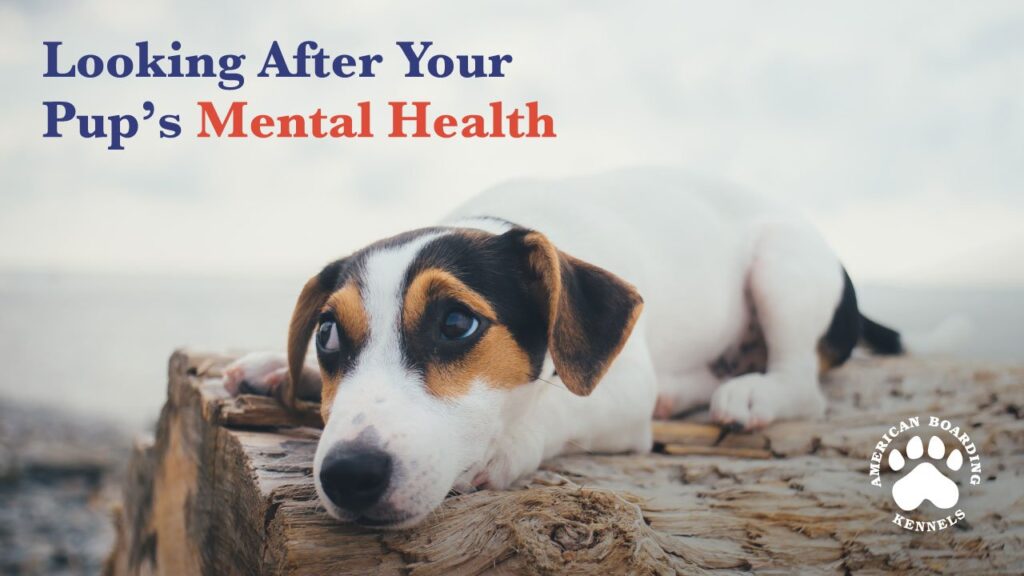Looking after your pup's mental health