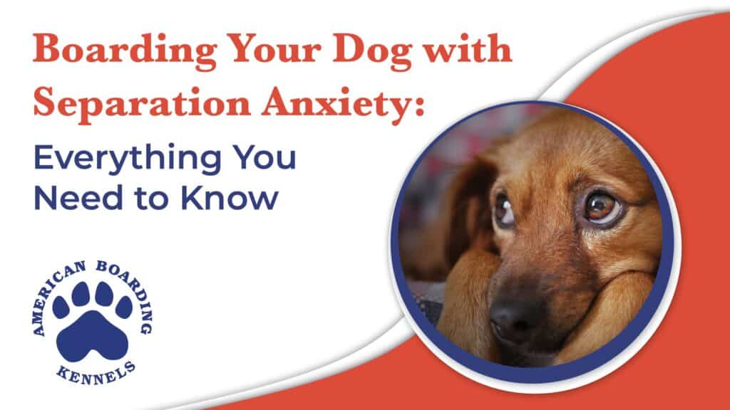 Boarding your dog with separation anxiety: everything you need to know