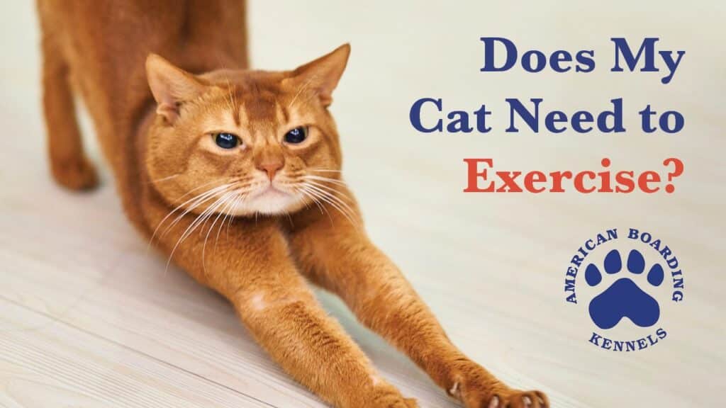 American Boarding Kennels shares the importance of exercise for cats