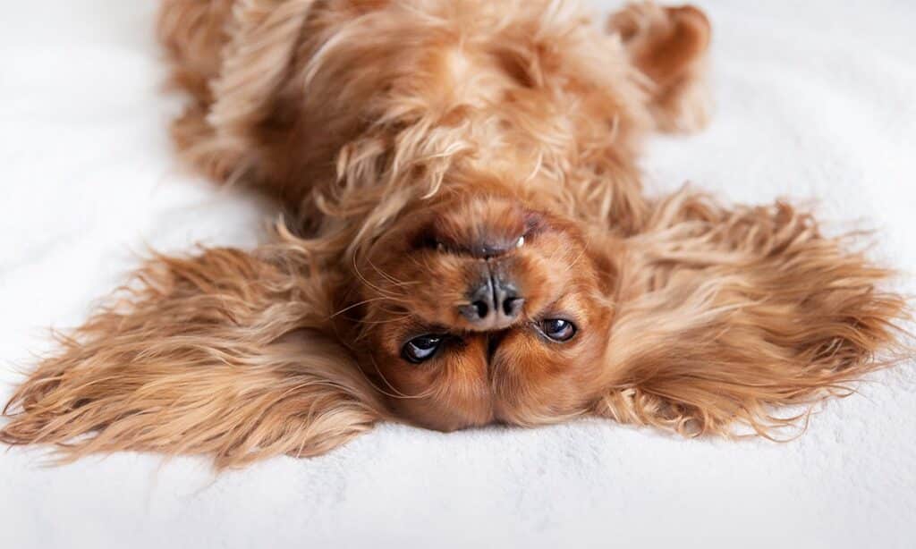 Cute photo of a furry, brown dog lying upside down on a bed