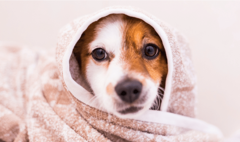 A dog wrapped in a towel