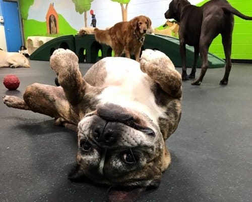 A dog lying on its stomach in doggy daycare