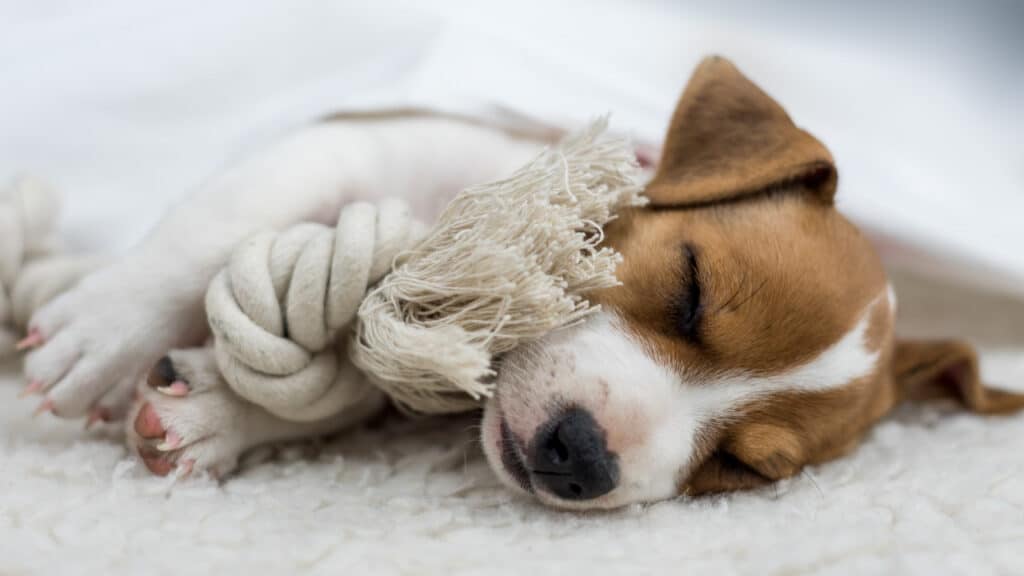 dog laying with rope toy