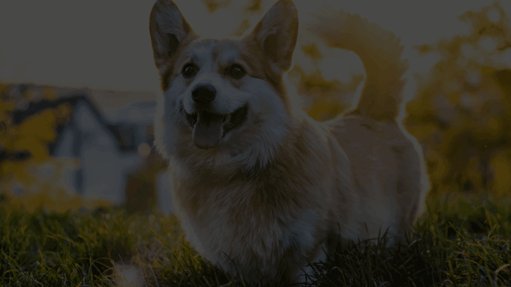 dog featured