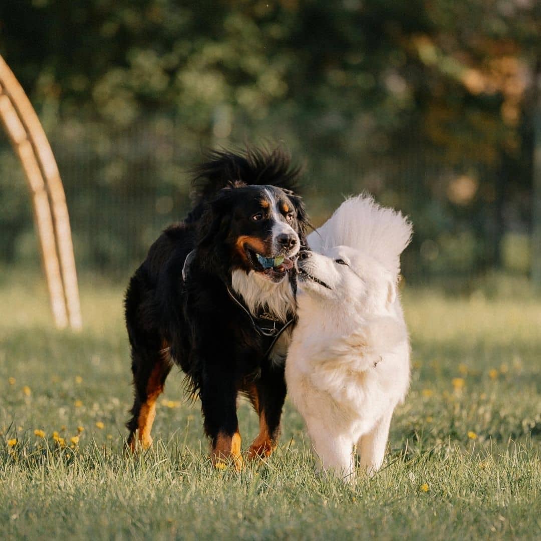 two dogs playing outdoors