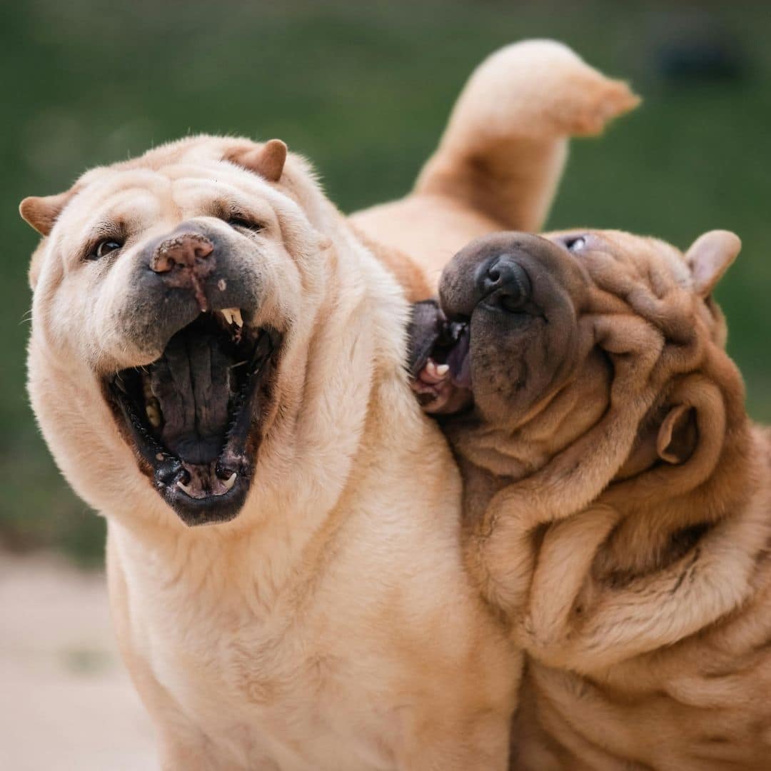 two doggos playing