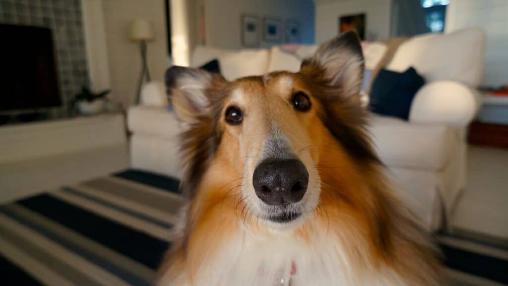 dog looking at the camera