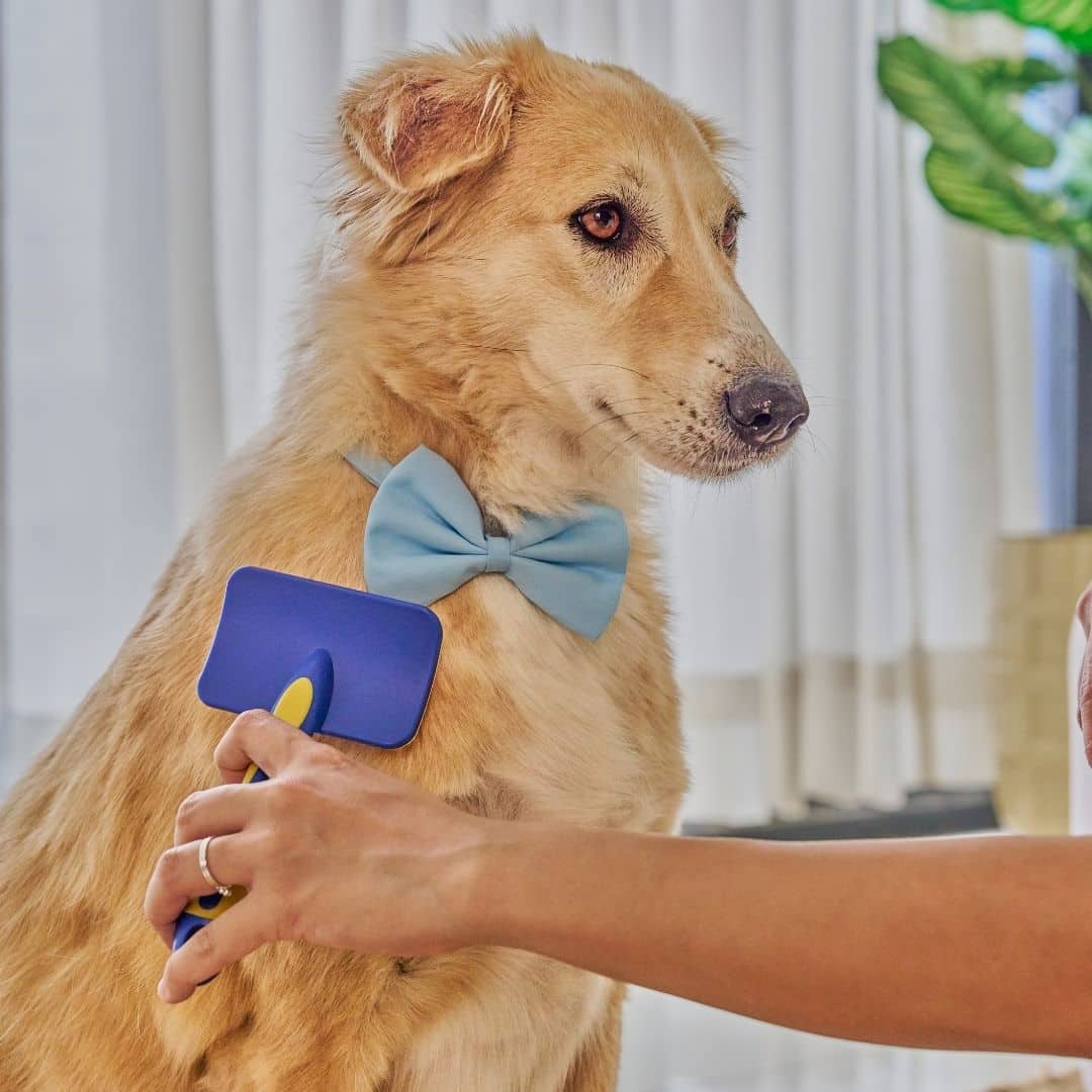dog with a bowtie being brushed