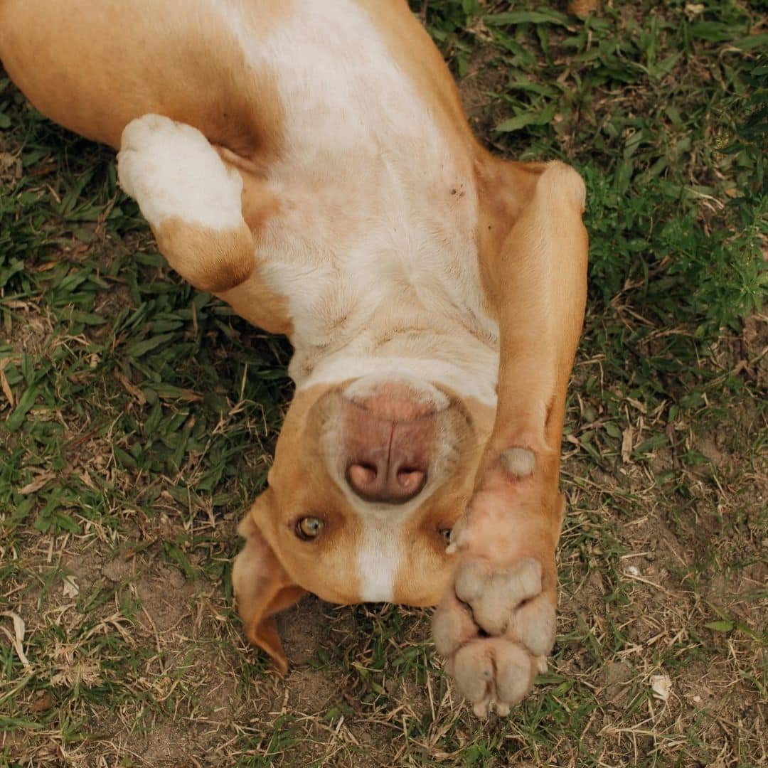 dog upside down showing his paws