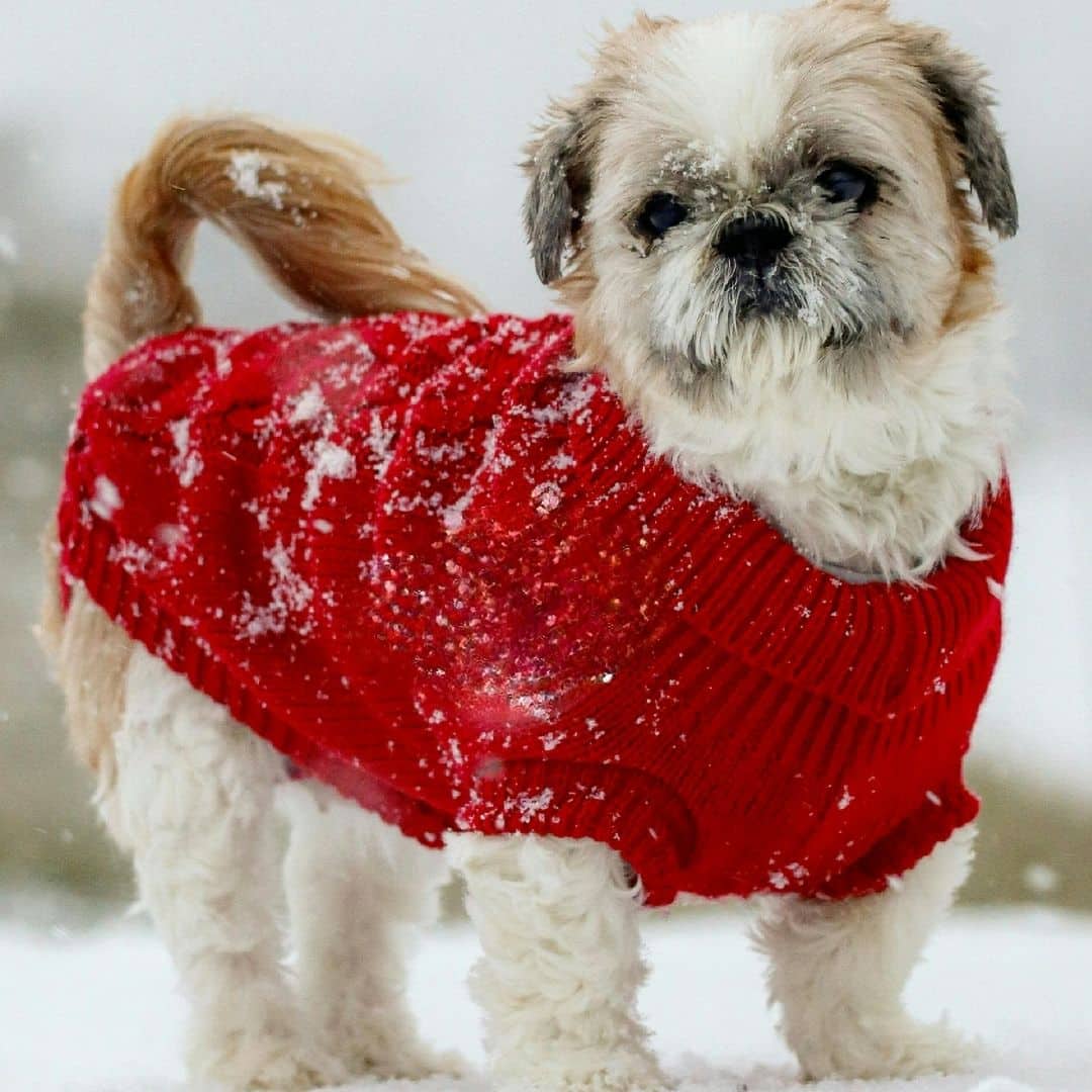 dog in a red sweater