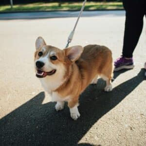 A happy corgi out for a walk with a pet boarding staff person. 
