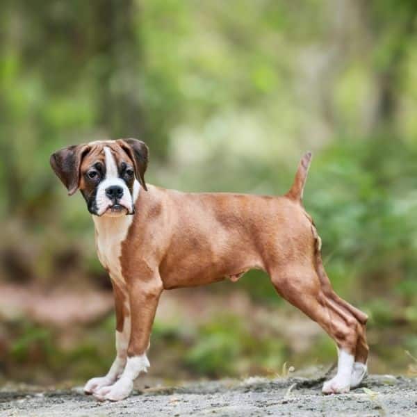 dog playing outside with it's tail up