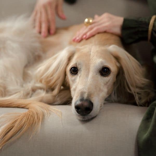 calm dog being pet by owner