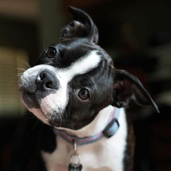 doggo doing a head tilt