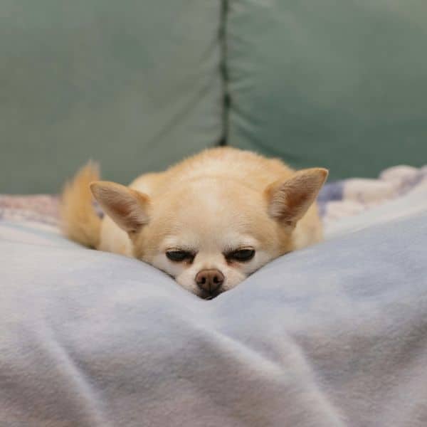dog laying down on bed