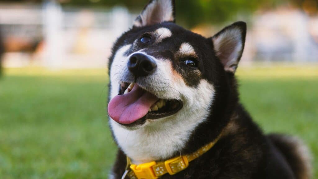 happy, smiling dog