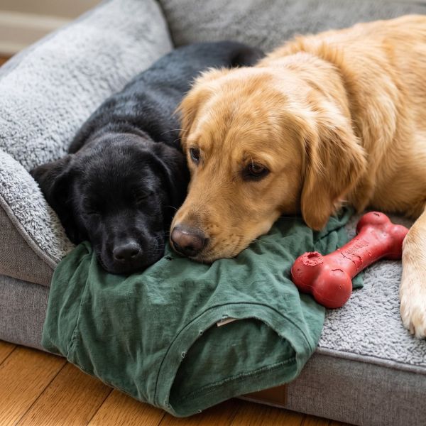 dogs with comfort items