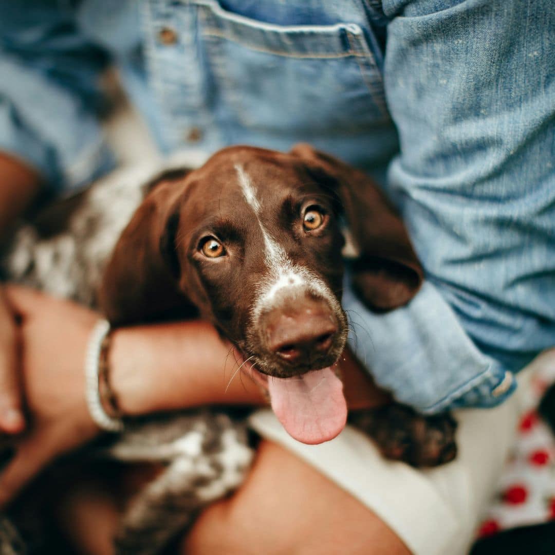 cute dog in owners lap