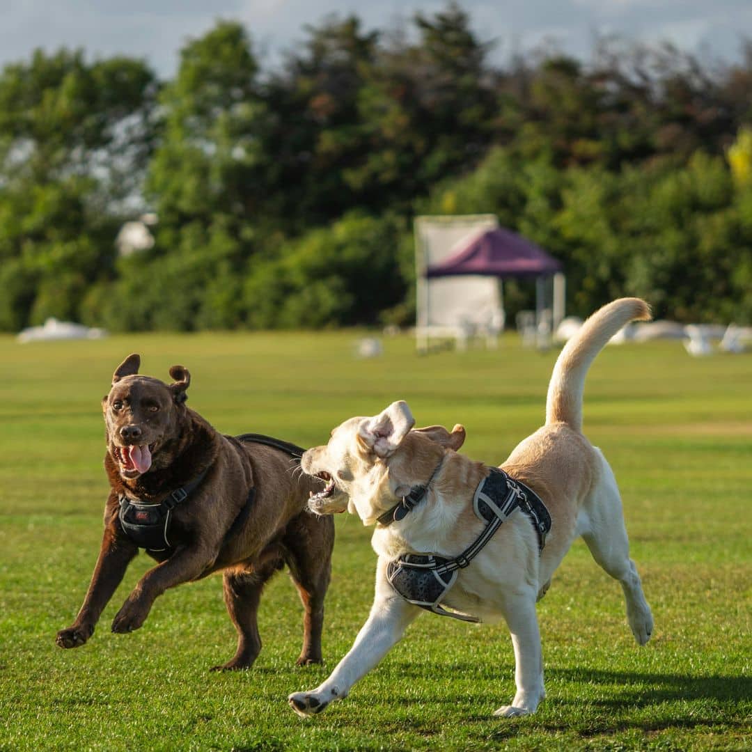 dogs socializing and playing outside