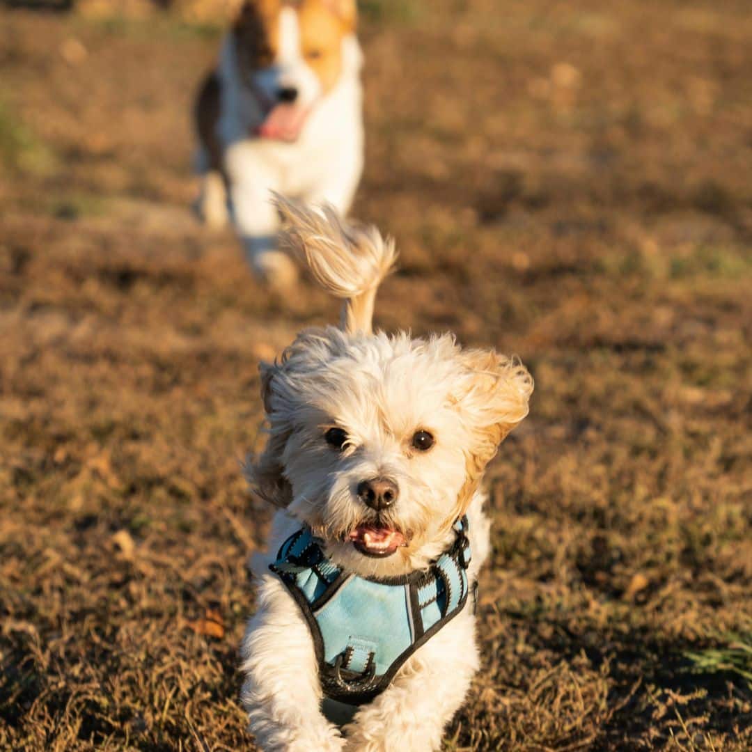 two dogs running and chasing each other