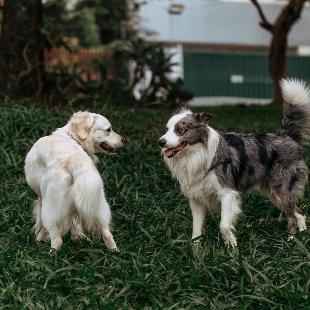 two dogs socializing