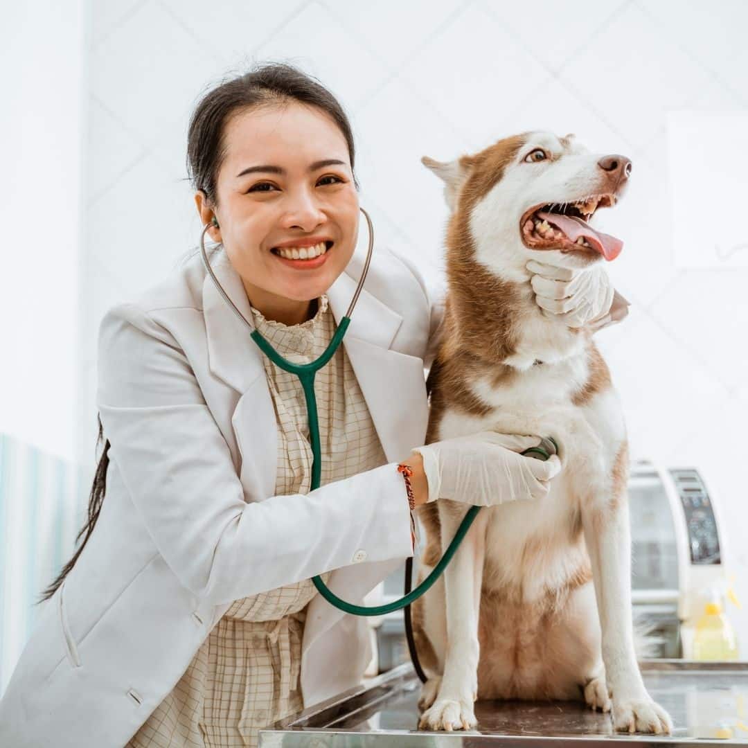 Veterinarian using a stethoscope to examine a dog
