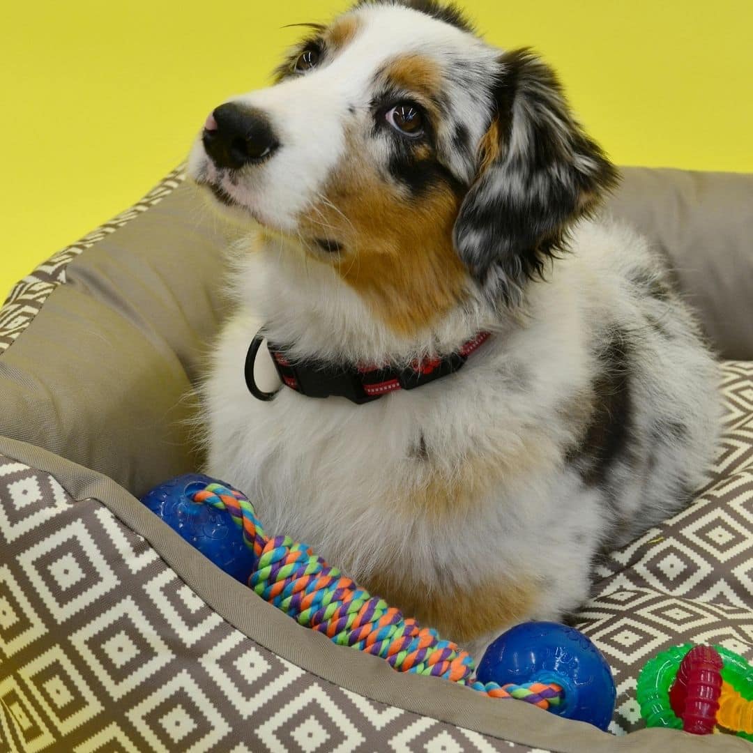 Australian Shepherd dog sitting in a patterned dog bed