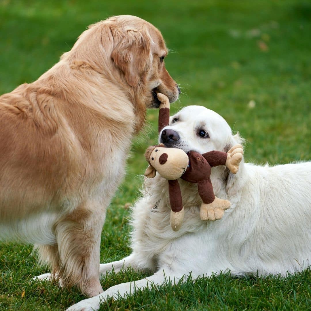Two dogs playing with a stuffed toy on grass