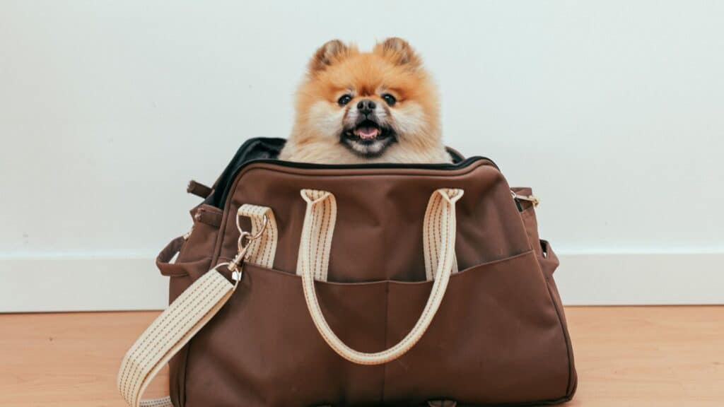 Small dog looking out from inside a brown travel bag